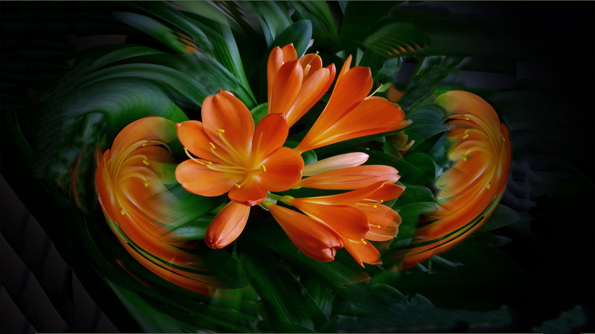 Clivia im Strudel  