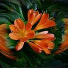 Clivia im Strudel  