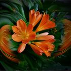 Clivia im Strudel