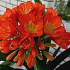 Clivia im Topf