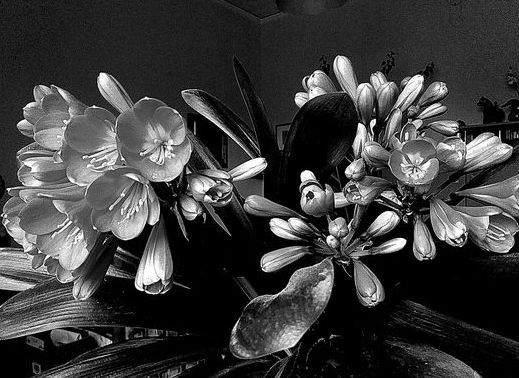 Clivia in bianco e nero....!