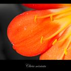 Clivia miniata