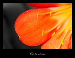 Clivia miniata