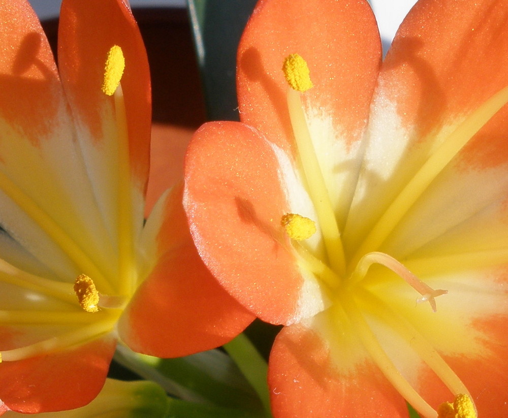 Clivia miniata