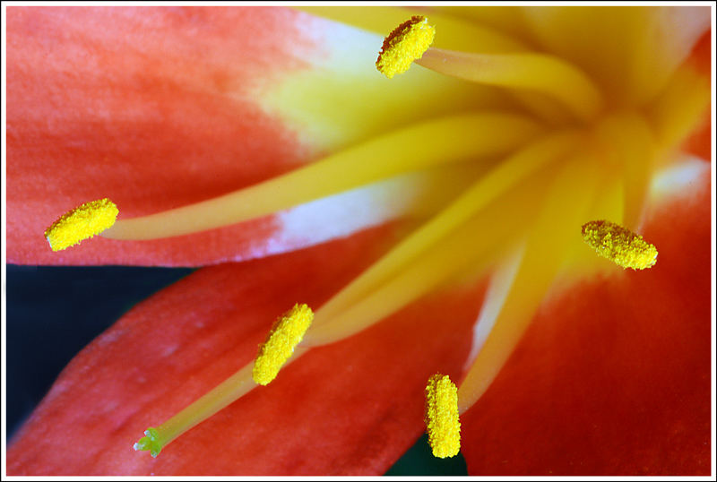 Clivia miniata