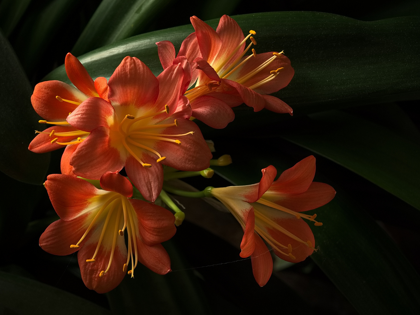 Clivia miniata