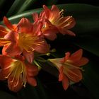 Clivia miniata