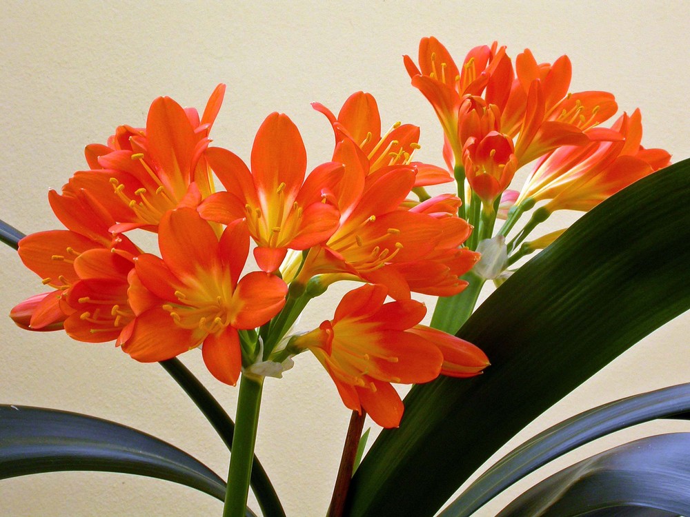 Clivia miniata