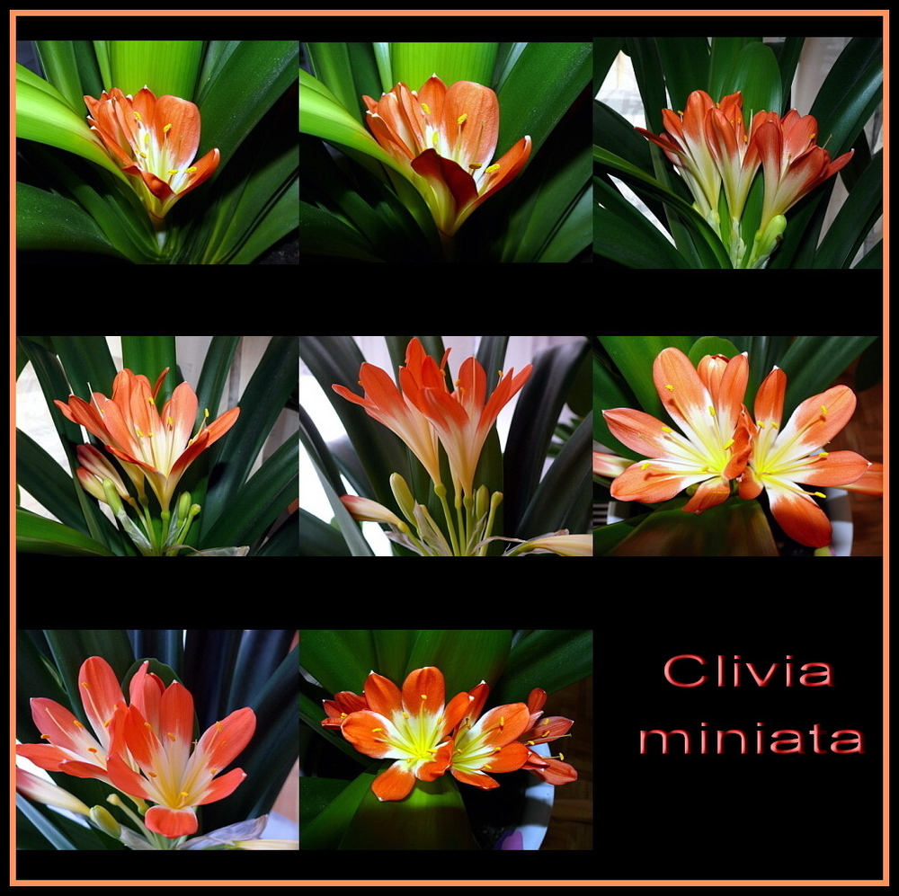 Clivia miniata