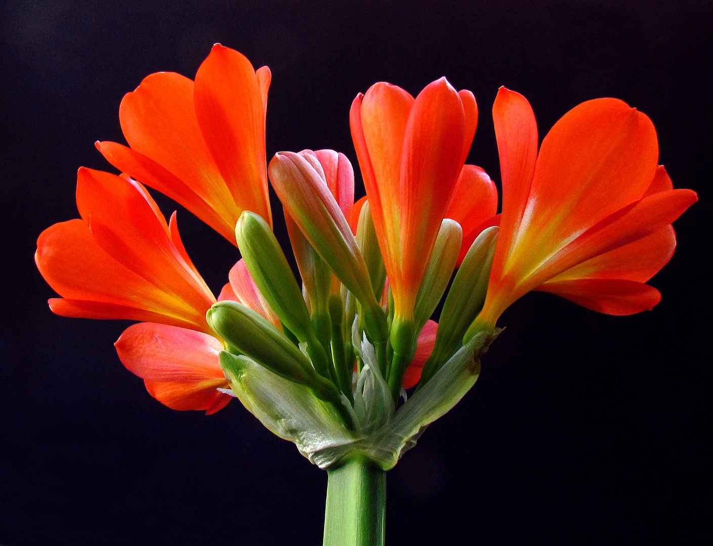 Clivia miniata