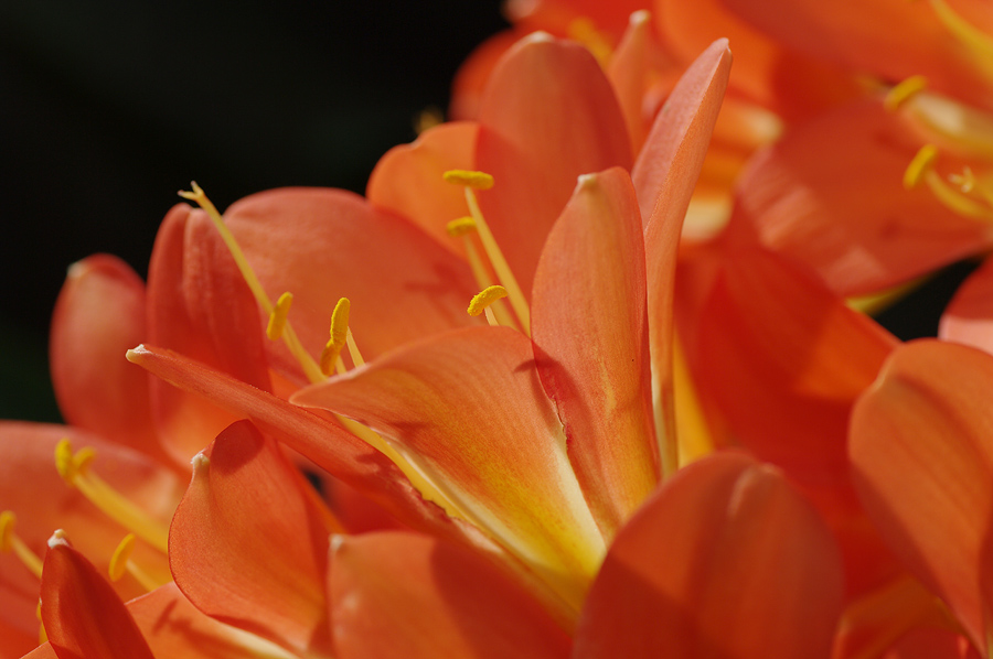 Clivia miniata