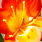 Clivia mit Inhalt.