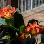 Clivia Orange