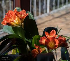 Clivia Orange