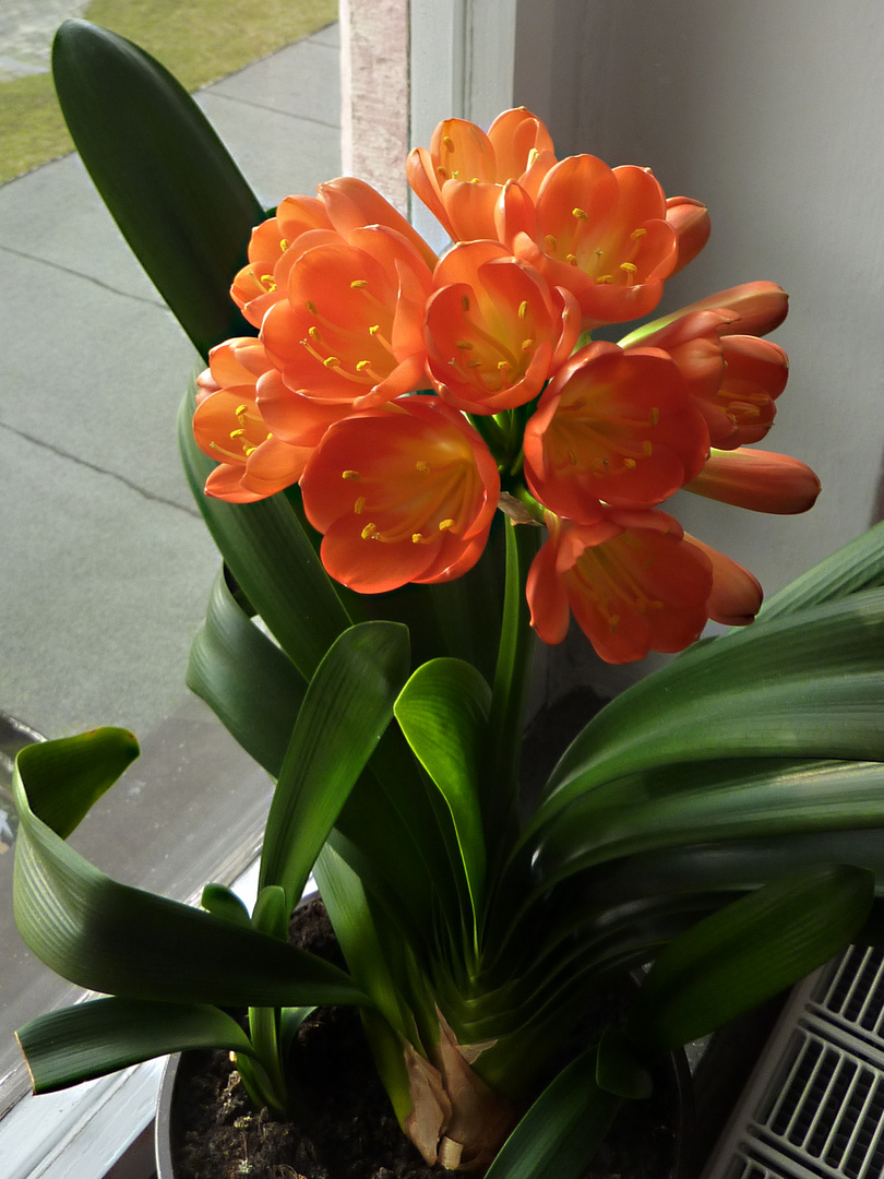 Clivia orange Foto & Bild | jahreszeiten, frühling, clivia Bilder auf fotocommunity