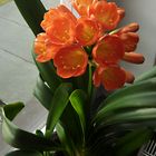 Clivia orange