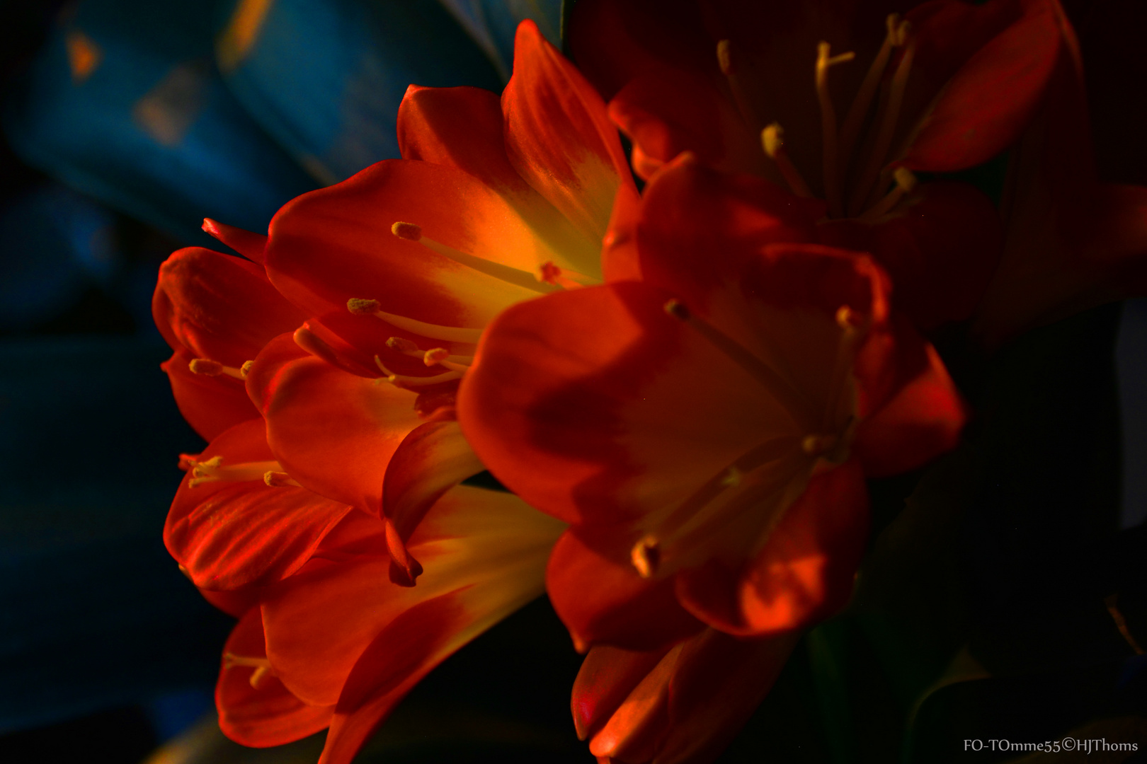 Clivia Orange Farbsättigung