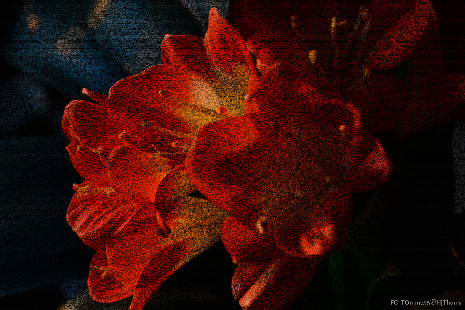 Clivia Orange II