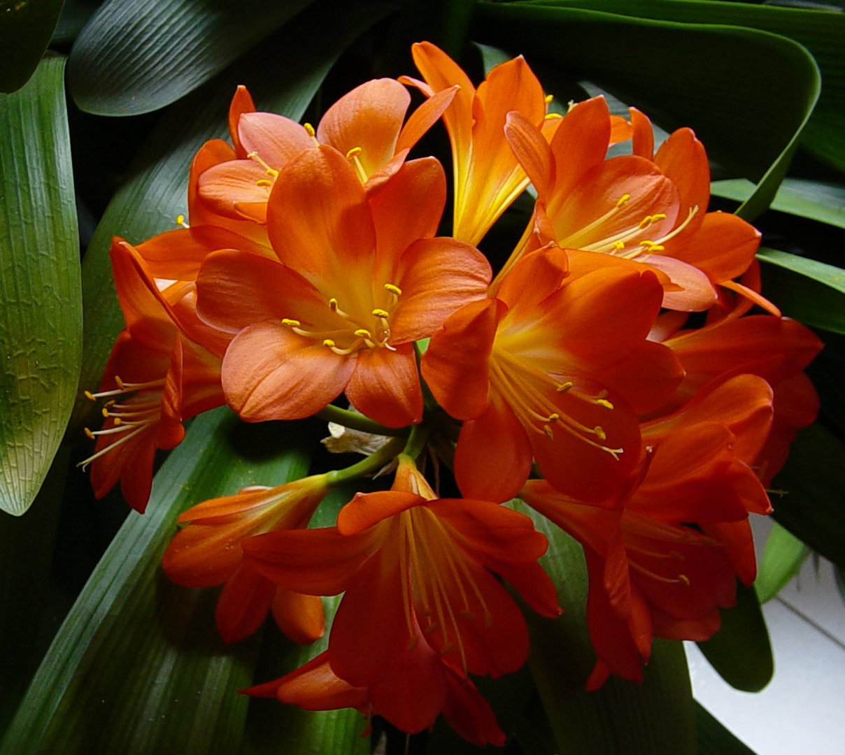 Clivia solitaire 