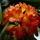 Clivia solitaire 