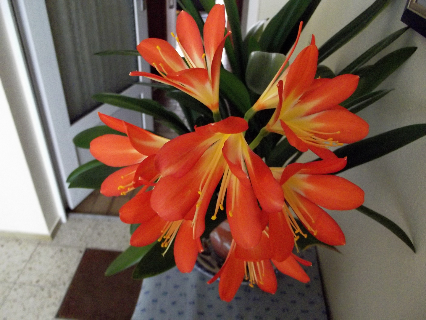 Clivia Zimmerpflanze