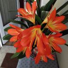 Clivia Zimmerpflanze