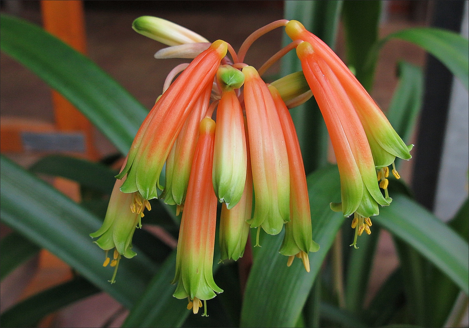 Clivie im Botanischen Garten in Kiel