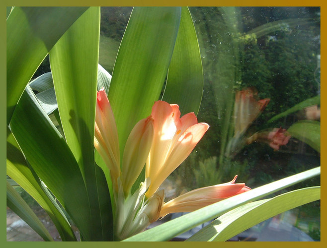 Clivienblüte auf der Fensterbank