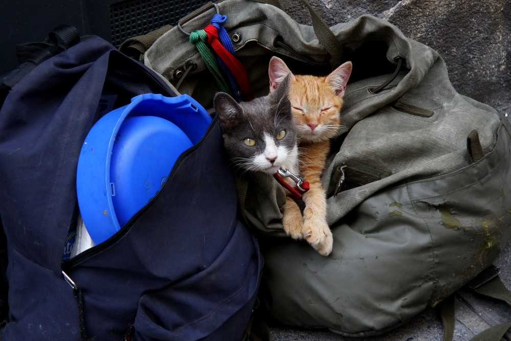 Clochard-Katzen