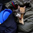 Clochard-Katzen