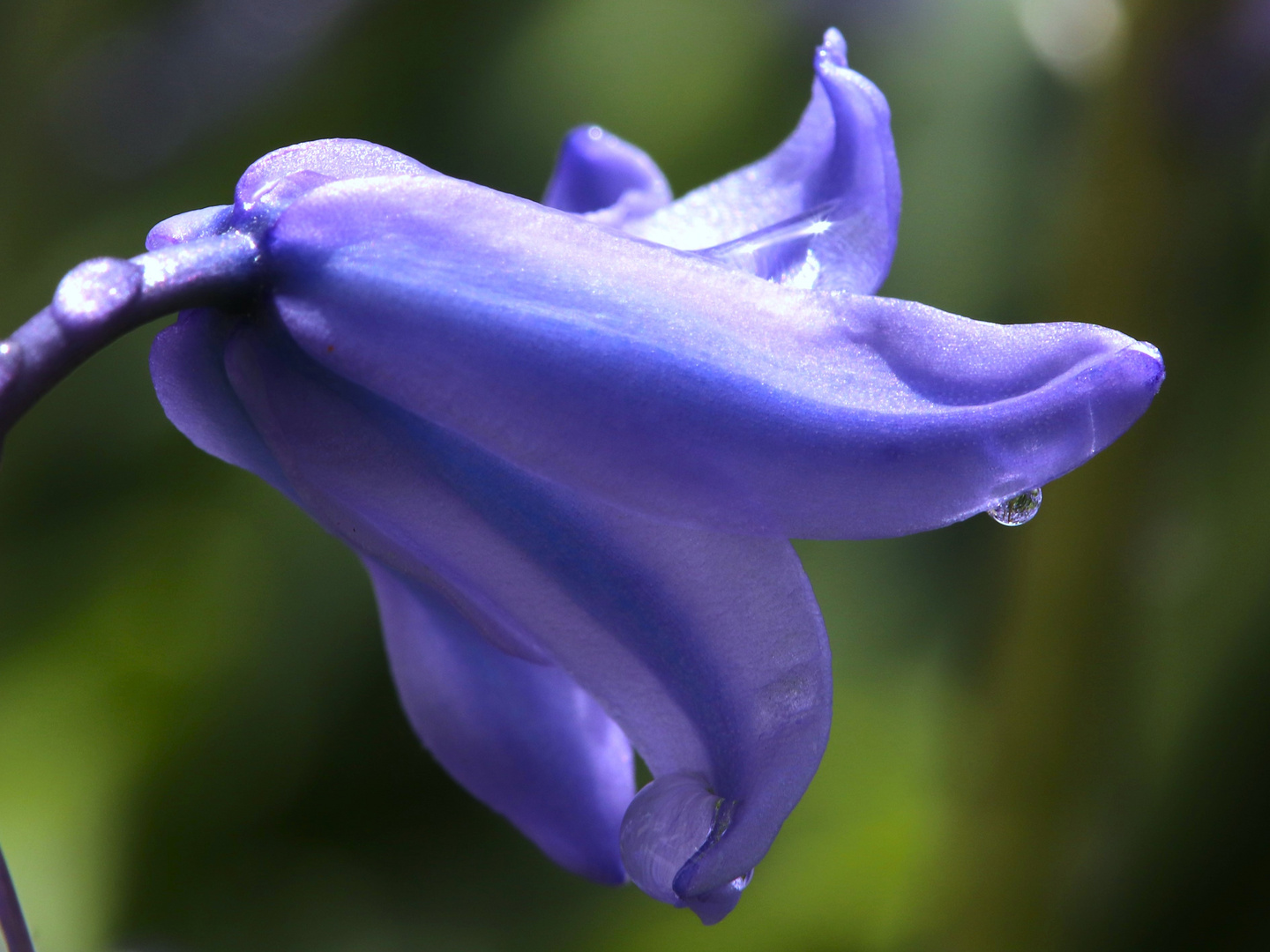 Clochette bleue et rosée