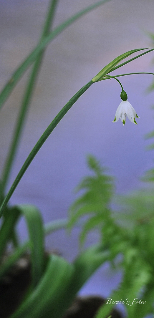 Clochette de printemps