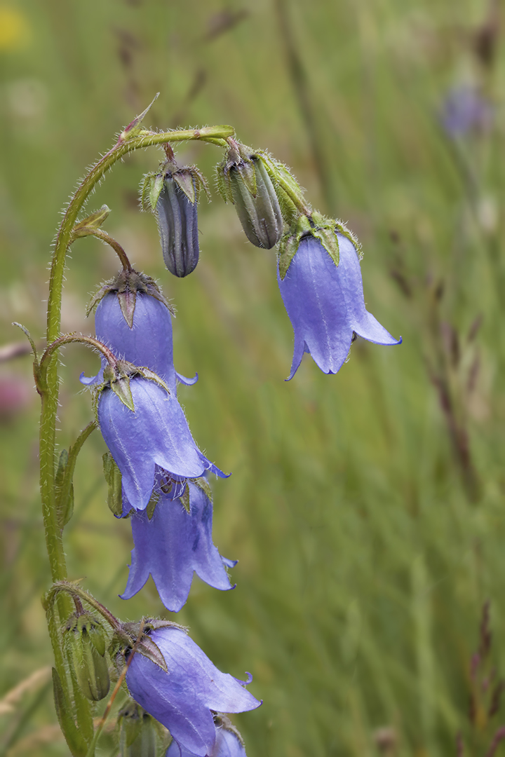 Clochettes bleues 