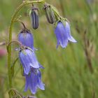 Clochettes bleues 