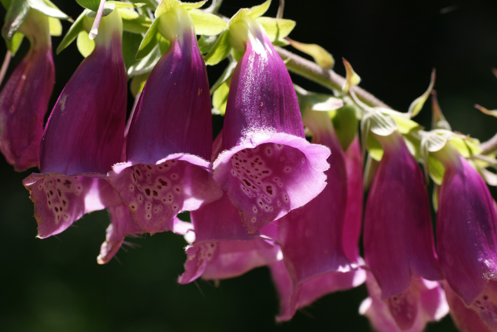 Clochettes dans les Vosges photo et image | fleurs, macros, nature Images  fotocommunity