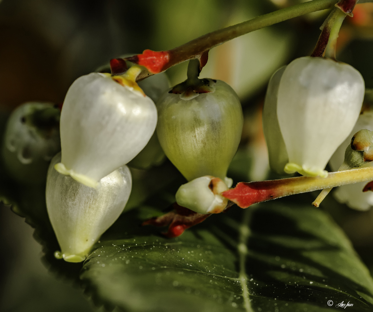 clochettes d'arbousier