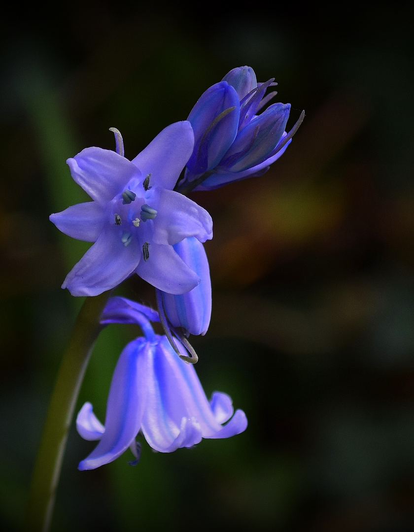 Clochettes d'avril