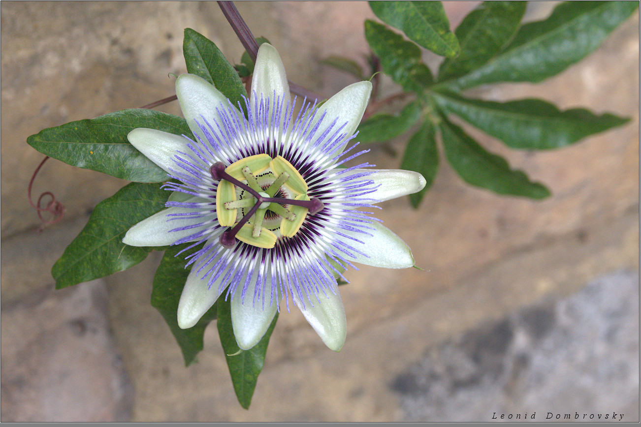 Clock face (Passiflora)