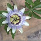 Clock face (Passiflora)