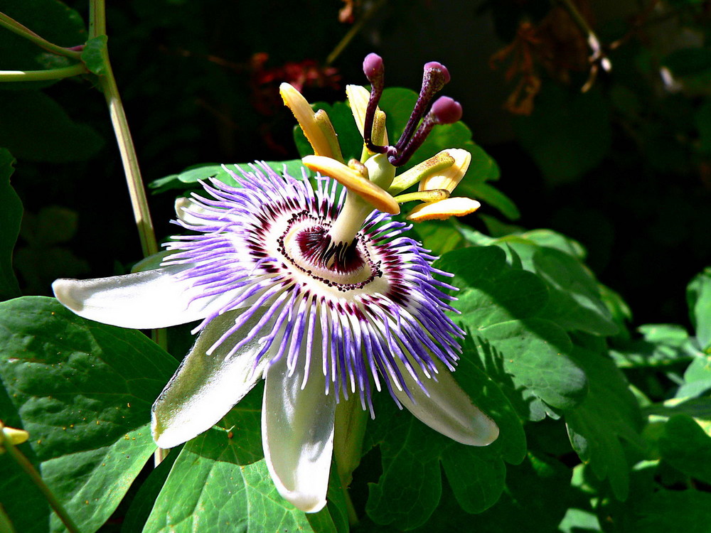 Clock Flower