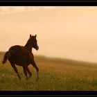 Cloey im Nebel