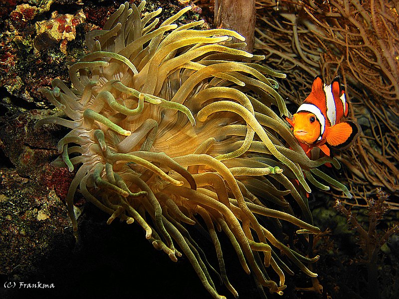 Clonefisch mit Anemone