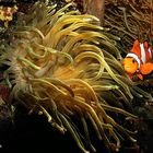 Clonefisch mit Anemone