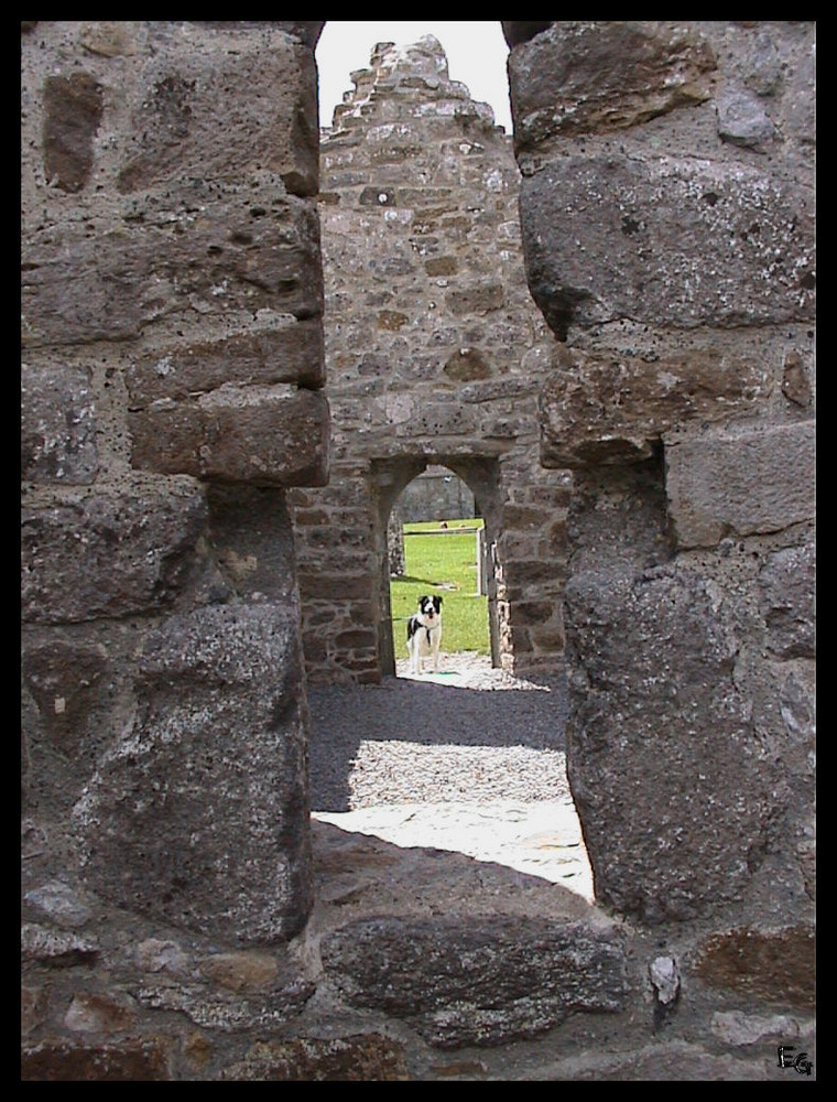 Clonmacnoise in Irland und der Border Collie