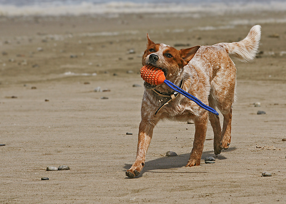 Clooney am Strand