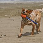 Clooney am Strand