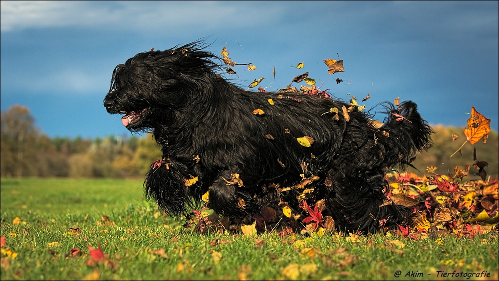 Clooney in autumn