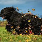 Clooney in autumn