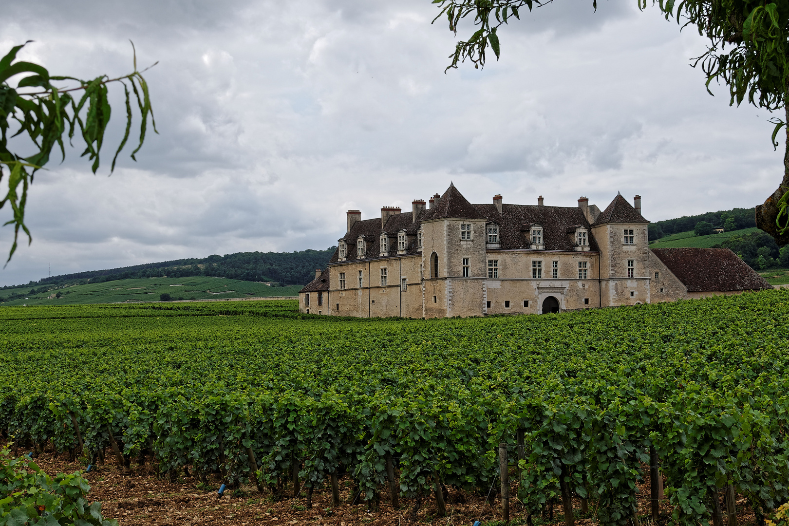 Clos vougeot - 1