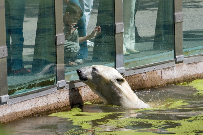 Close encounter - Begegnung mit Knuts Papa